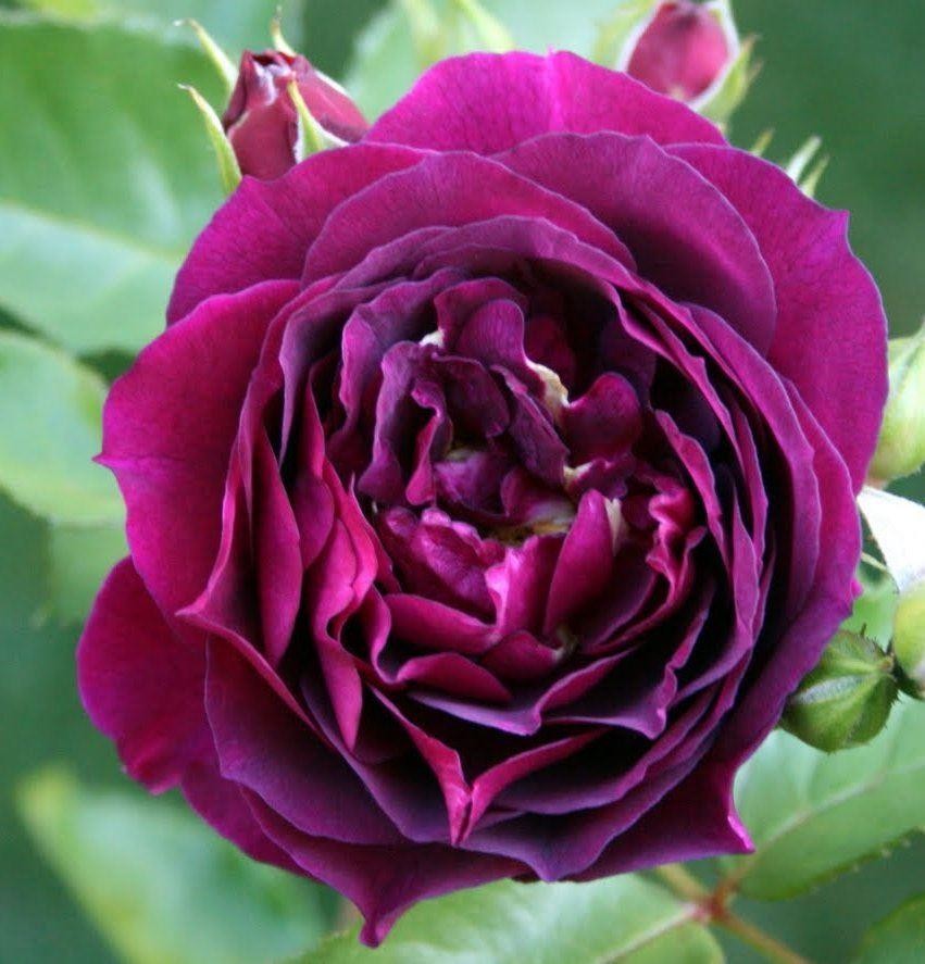 Rose Ebb Tide - Floribunda Rose