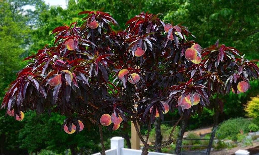 20. Red leaf Patio Peach Tree Amazing Red leaved Fruiting Peach.