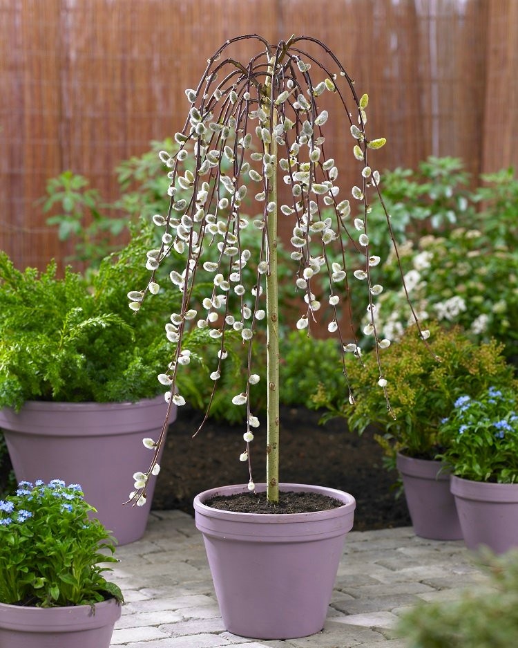 Salix Caprea Pendula Kilmarnock Large Standard Weeping Pussy Willow Tree 80 100cm Stem 