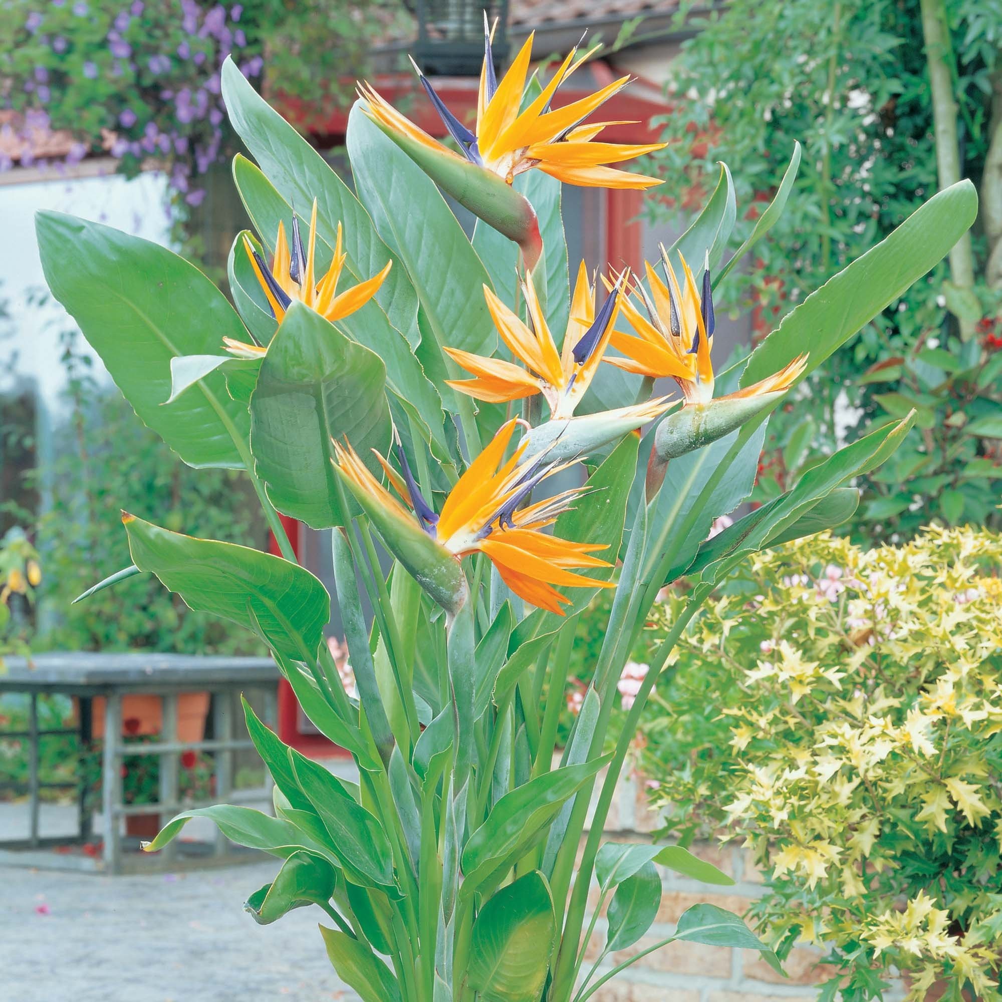 Bird Of Paradise Plant Large